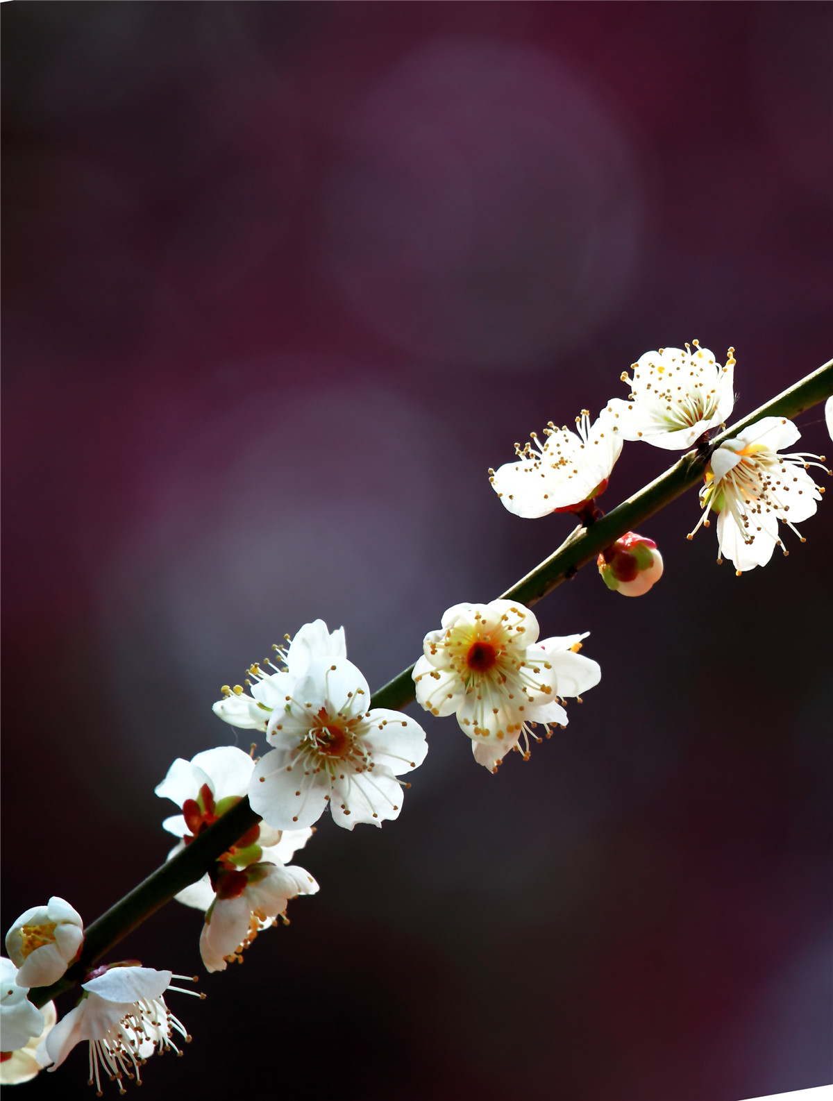 ÷���� (5).jpg