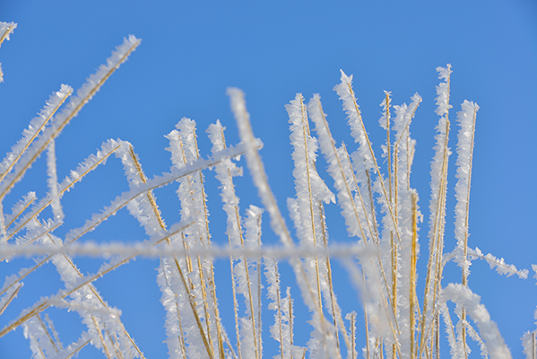 ��Ө��͸��˪��