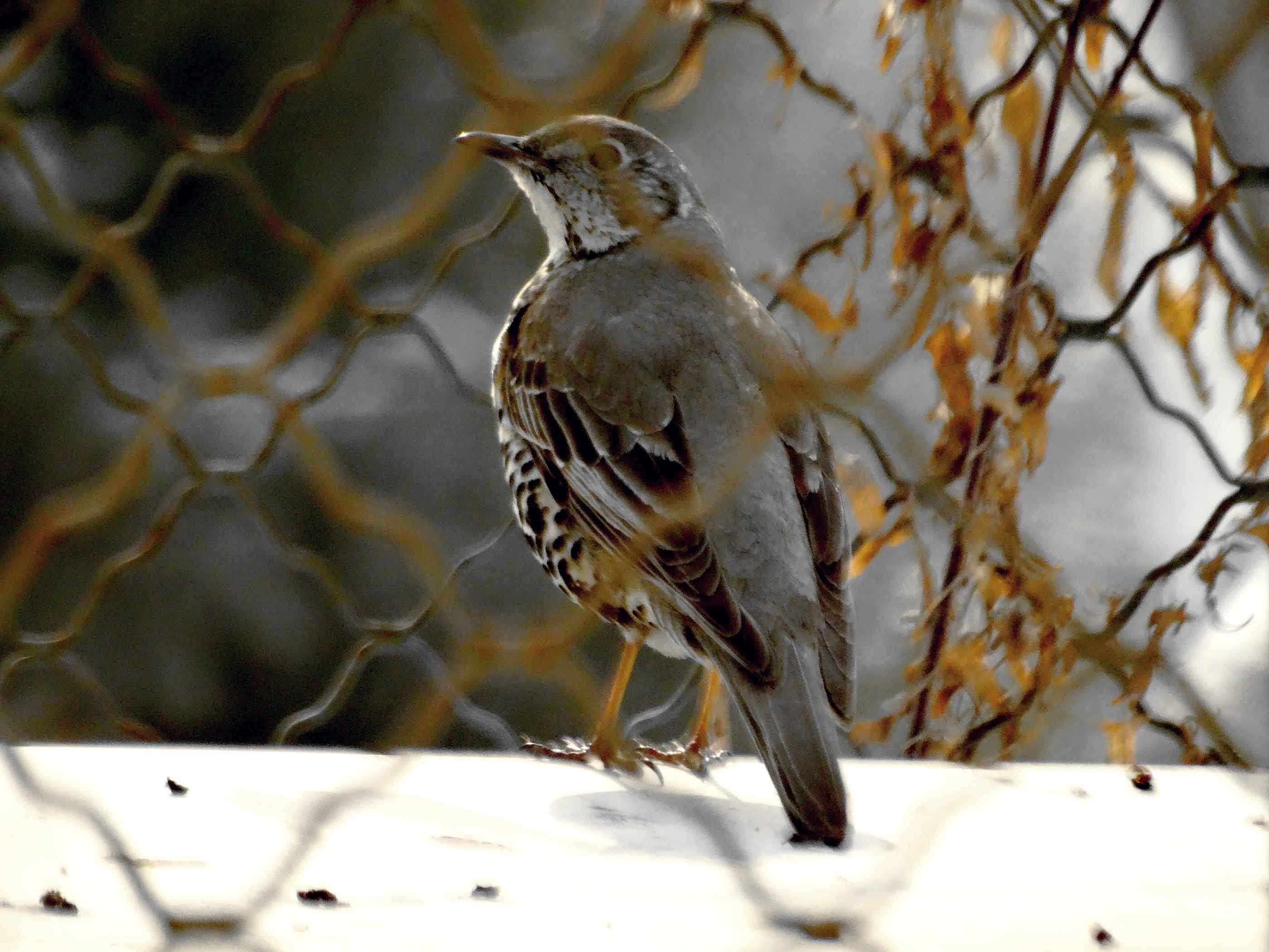 ��ƫ�񾵴��滤��Ч��ͼ (2).jpg