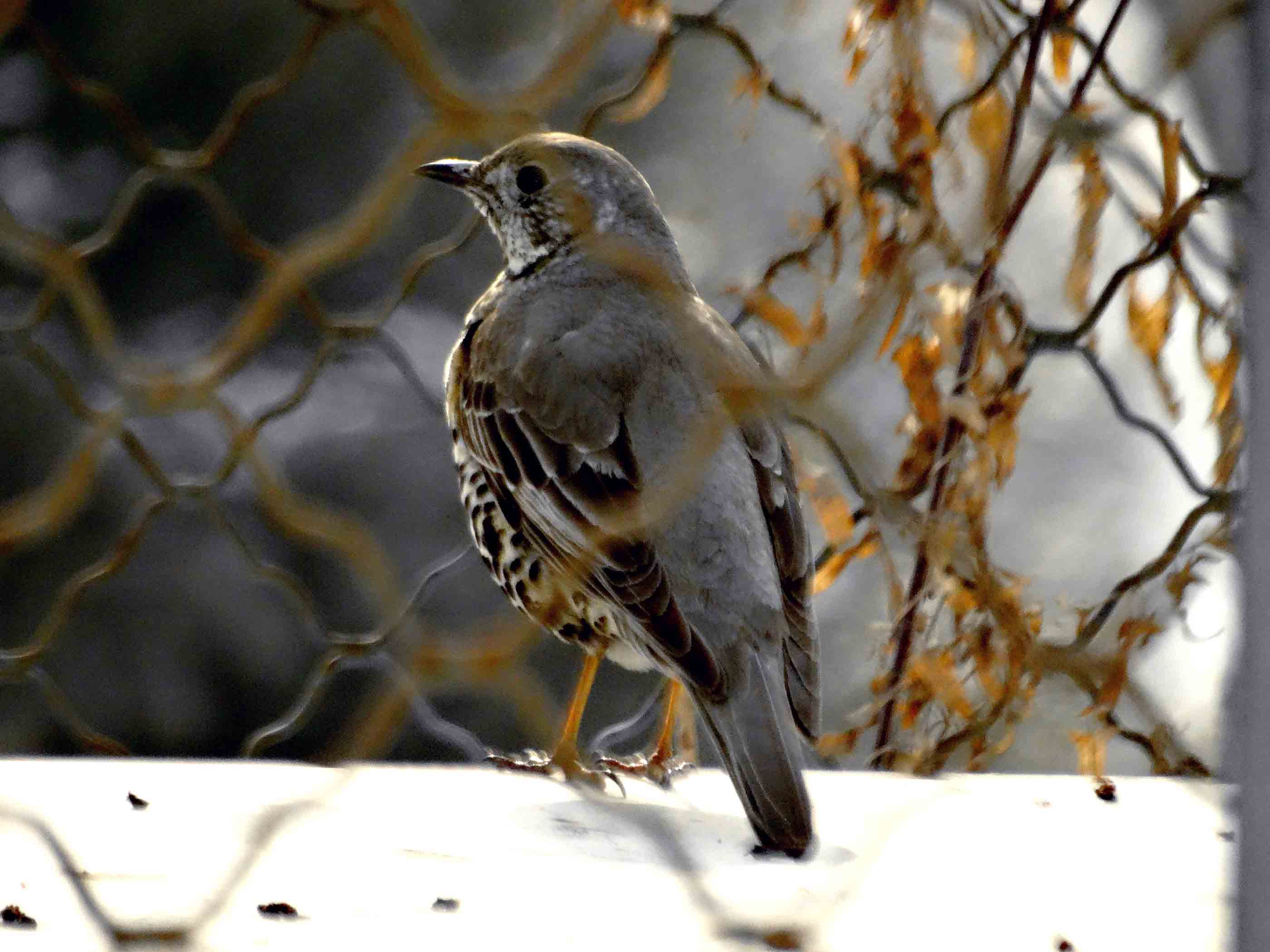 ��ƫ�񾵴��滤��Ч��ͼ (3).jpg