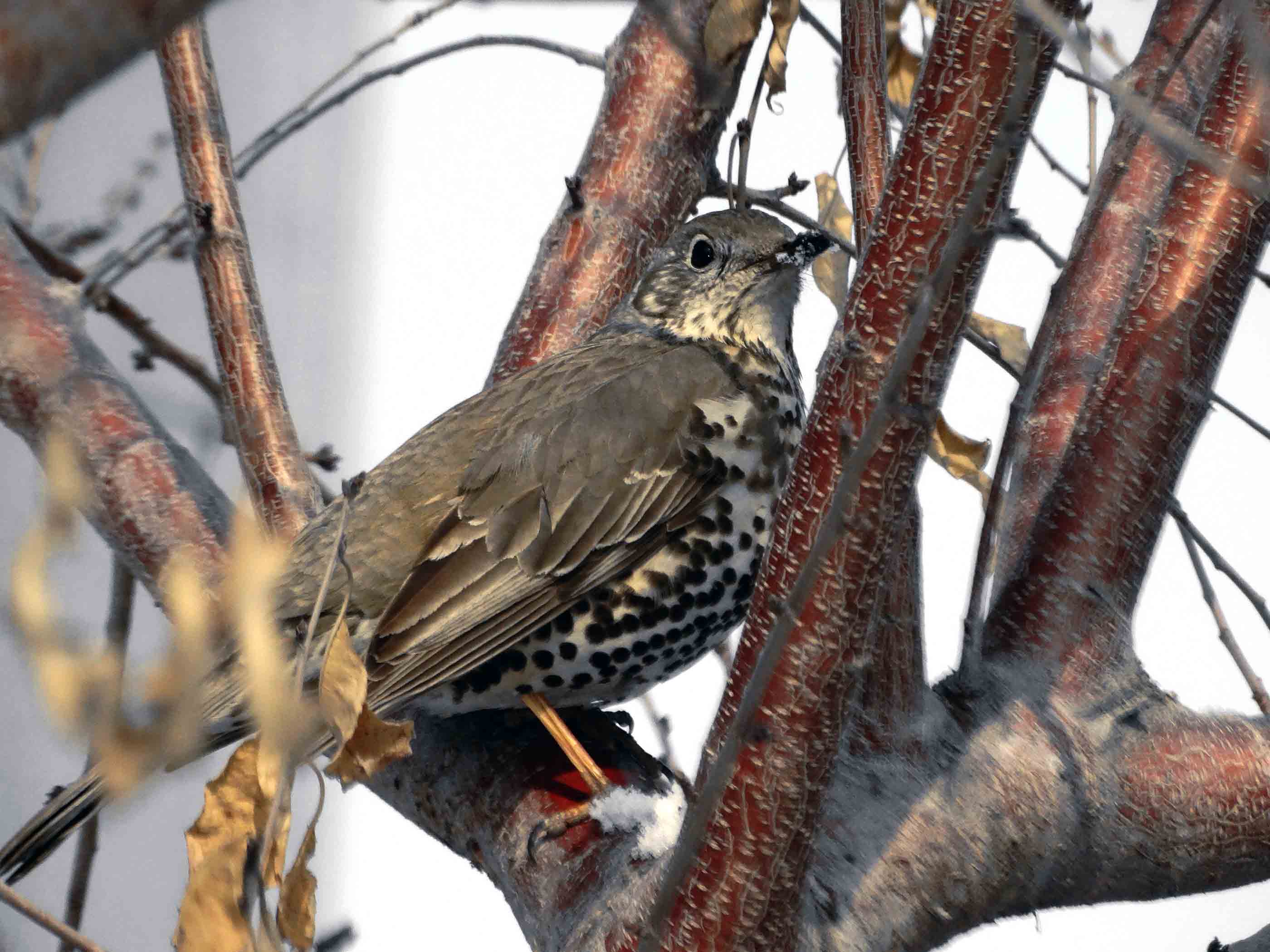 ��ƫ�񾵴��滤��Ч��ͼ (4).jpg