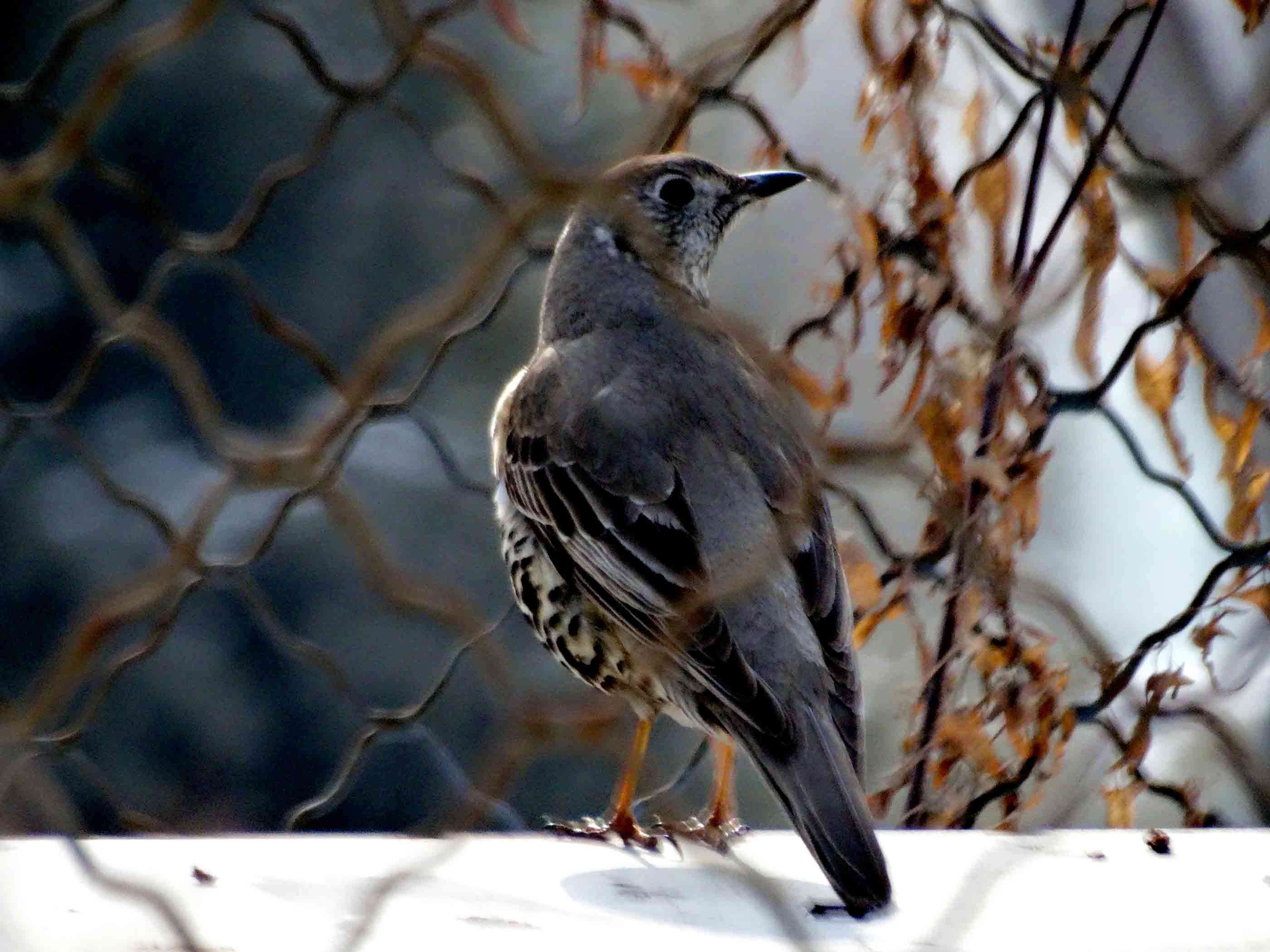 ��ƫ�񾵴��滤��Ч��ͼ (1).jpg