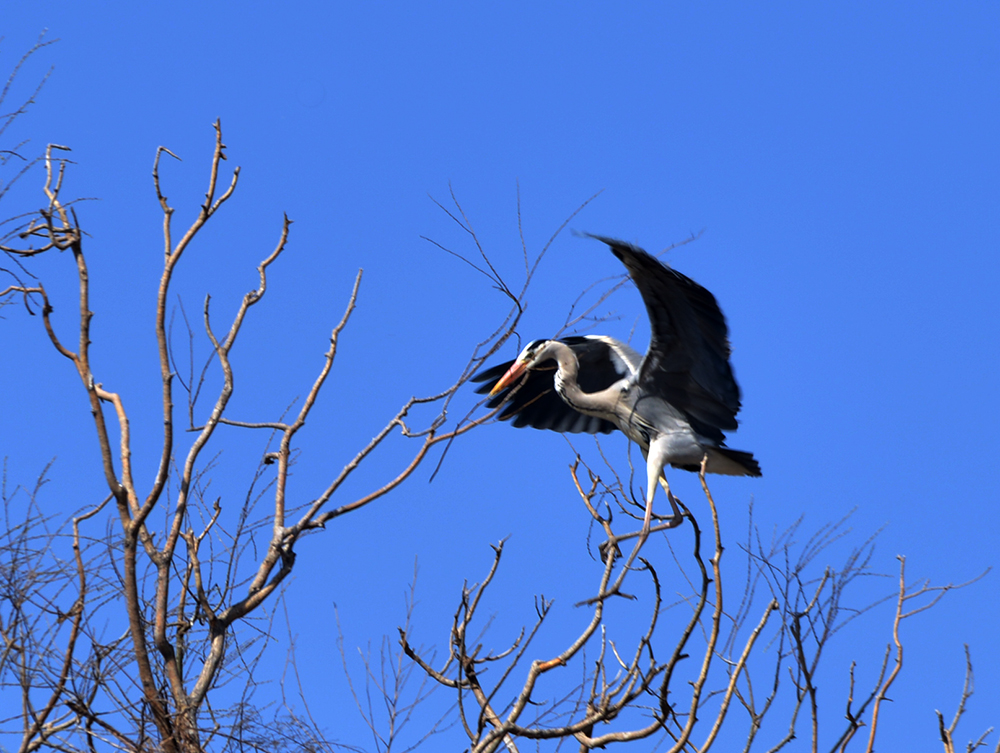 DSC_7008.JPG