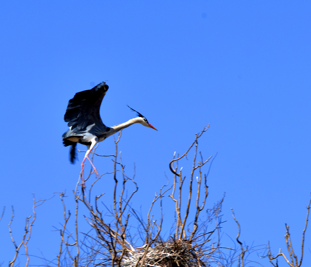 DSC_7065.JPG