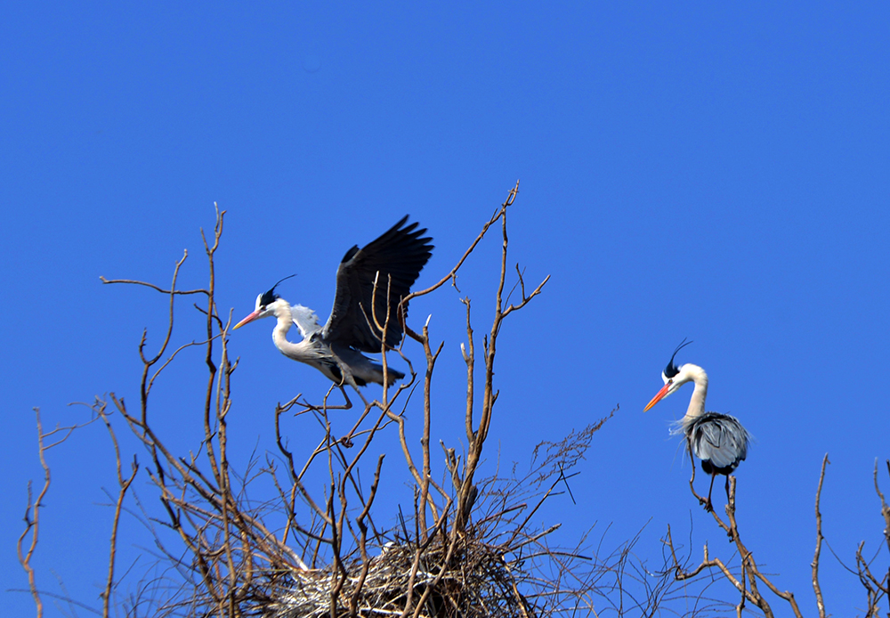 DSC_7095.JPG