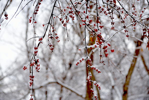 �ڰ׺���ɫ�Ľ���