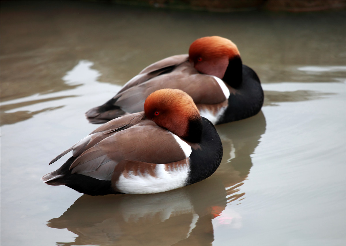 ��Ů˧�� (1).jpg