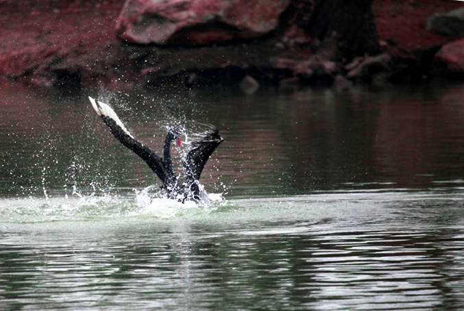 ˮ���赸 (4).jpg