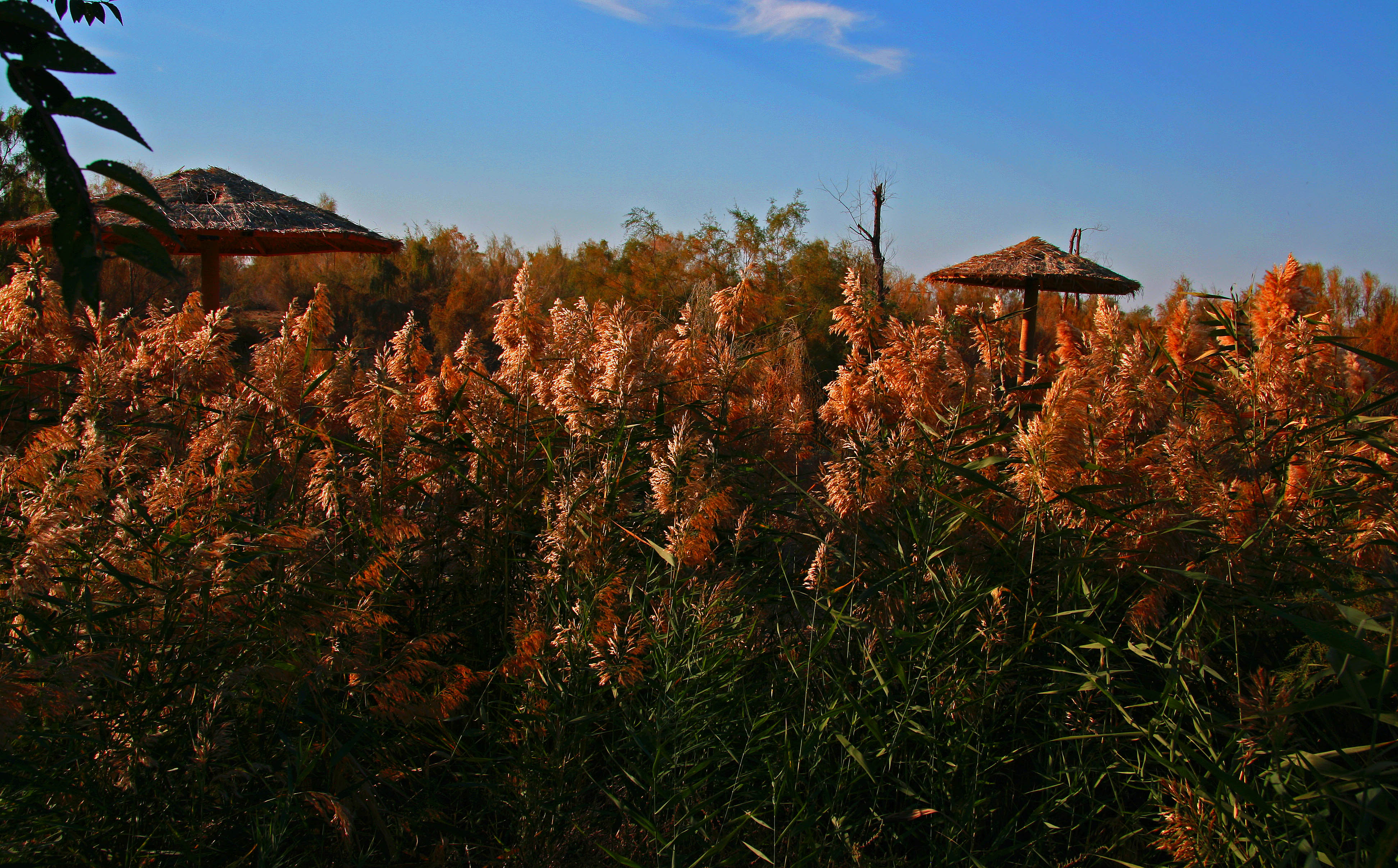 ��ӹŵ��ϵ�«έ����ͤ