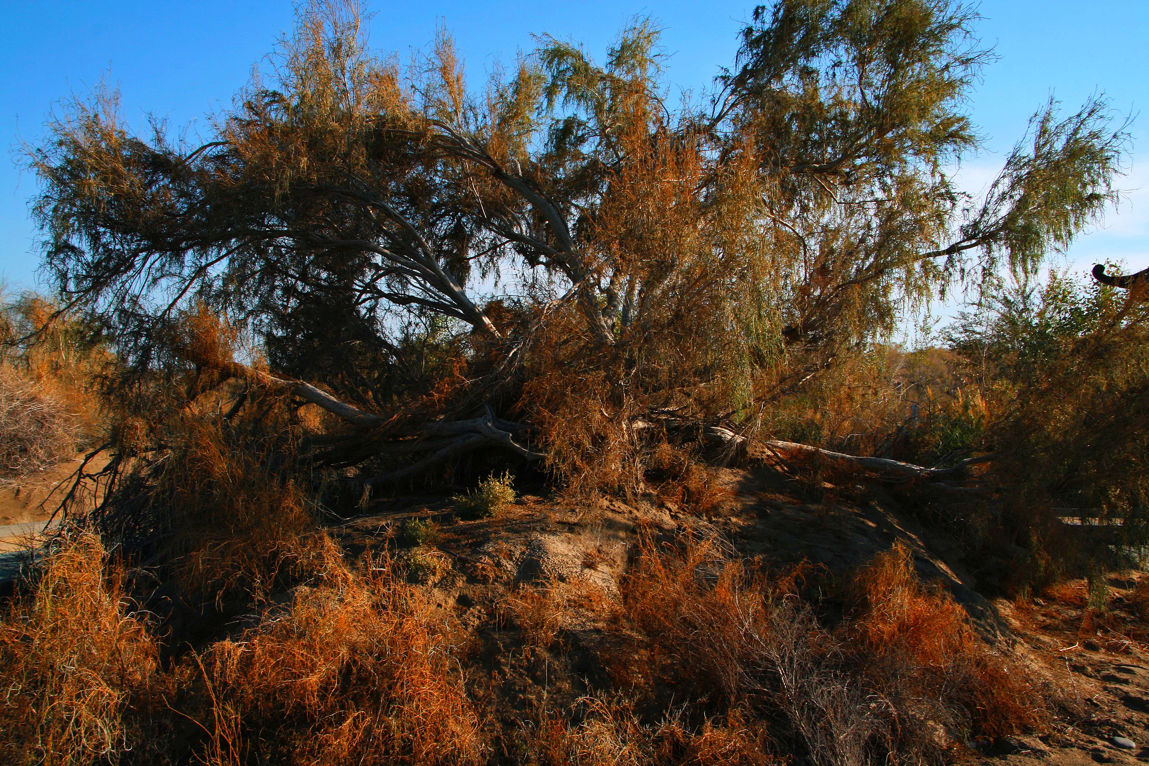 ����ïʢ�İ�����