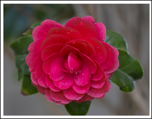 2014��3��20�ղ軨��Ƭ���� 00812.jpg