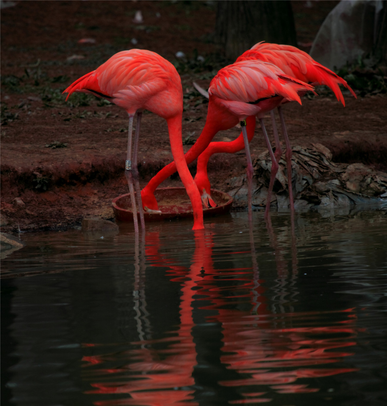 ���� (1).jpg