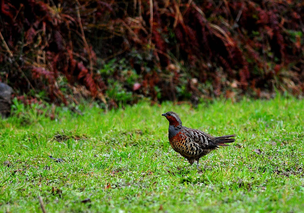 2DSC_0060.jpg