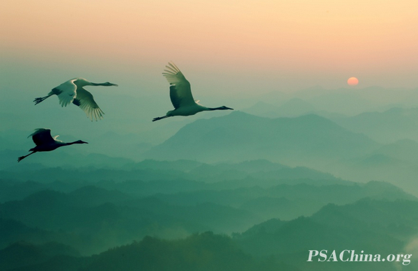 09.�쾩ƽ��Ʒ�����ɺ����Ϸɡ�The crane fly south.jpg