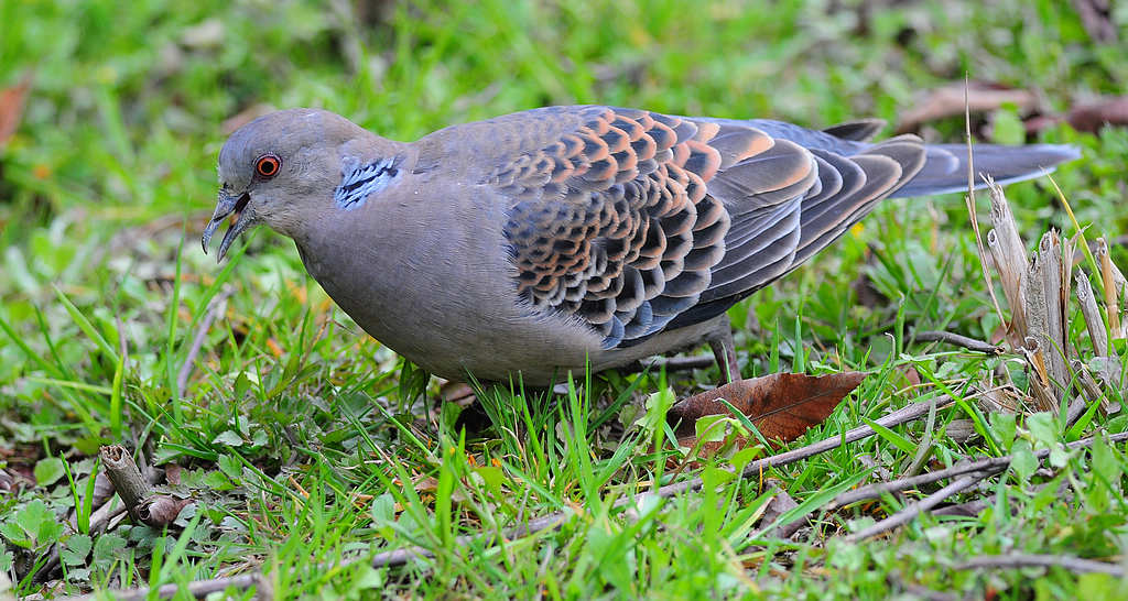 7DSC_0017.jpg