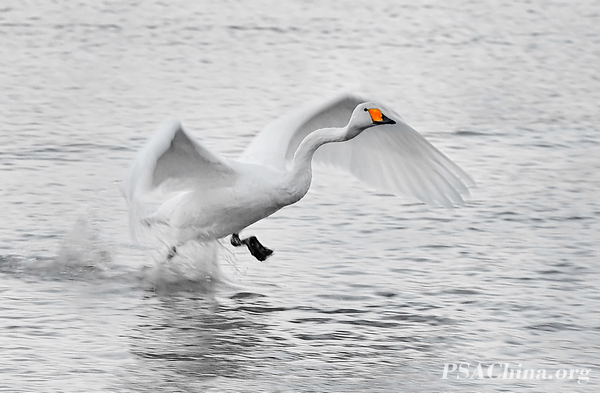 15.�˽�����Ʒ����ˮ�Ϸɡ�Fly on the water.jpg