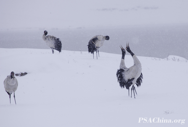 23.��������Ʒ����ѩ�طŸ�(һ)��Snow song 1.jpg