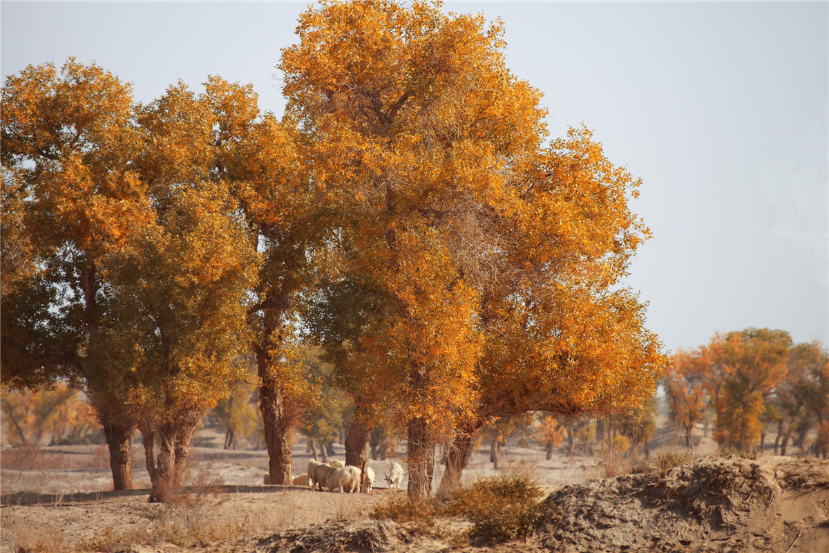 ������ (3).jpg