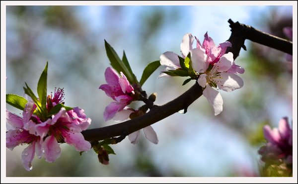 2014��4��3����Ƭ ����03612.jpg