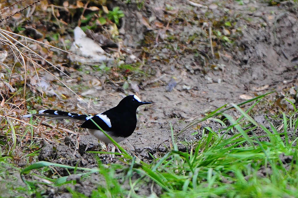 4DSC_0263.jpg