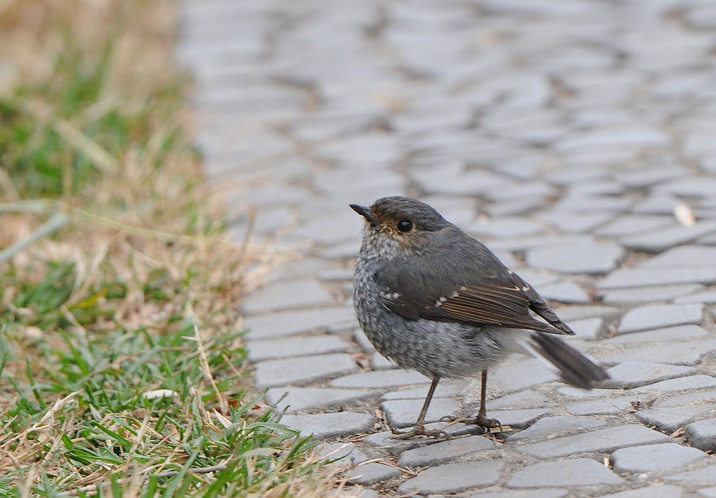 3DSC_0548.jpg