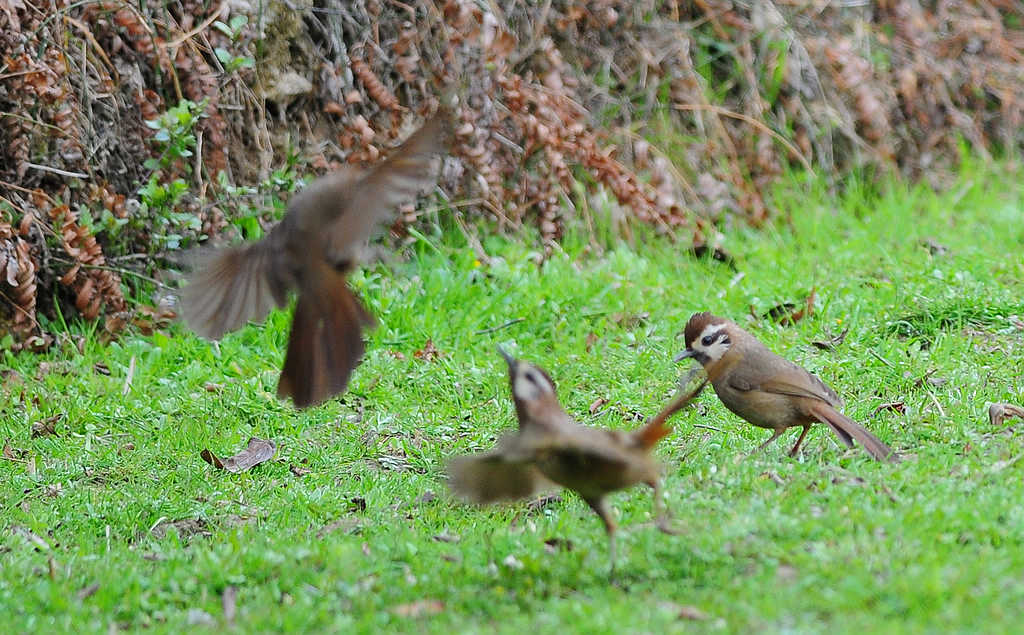 6DSC_0379.jpg