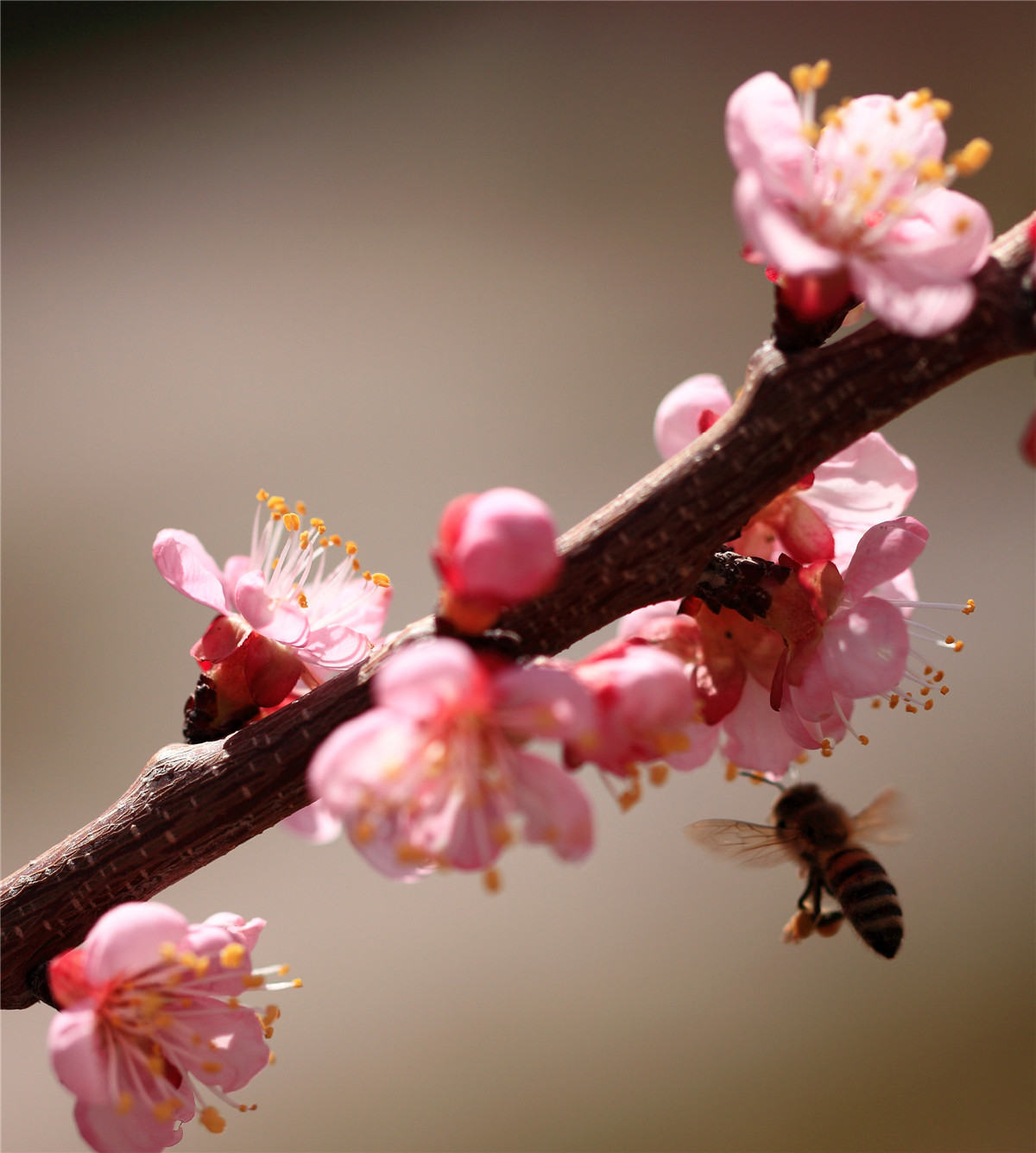 ���ڵ��۷� (7).jpg