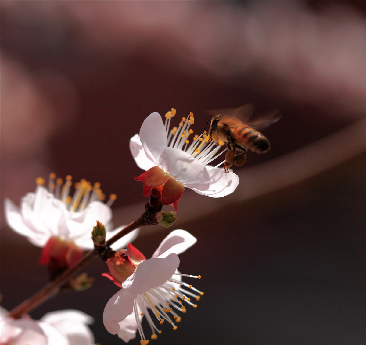 ���ڵ��۷� (1).jpg