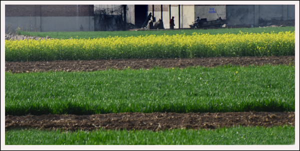 2014��3��20�ղ軨��Ƭ���� 08712.jpg