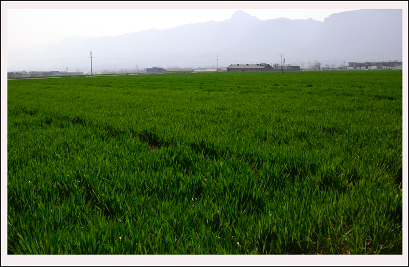 2014��3��20�ղ軨��Ƭ ����04812.jpg