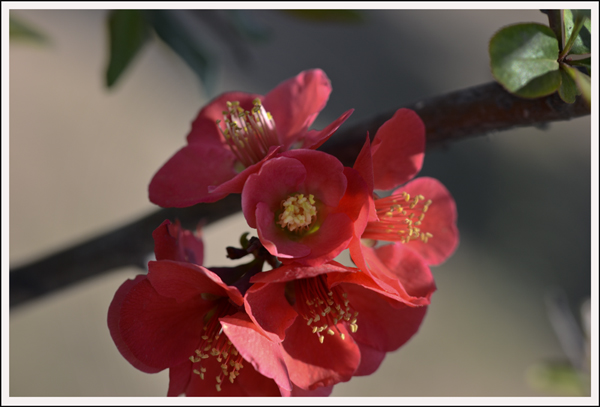 2014��4��3����Ƭ ����02612.jpg