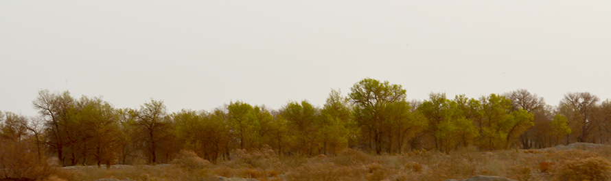 ��Ⱦ������