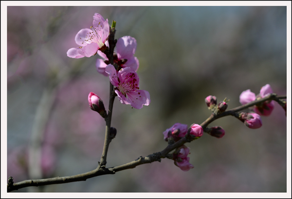 2014��4��3����Ƭ ����07112.jpg