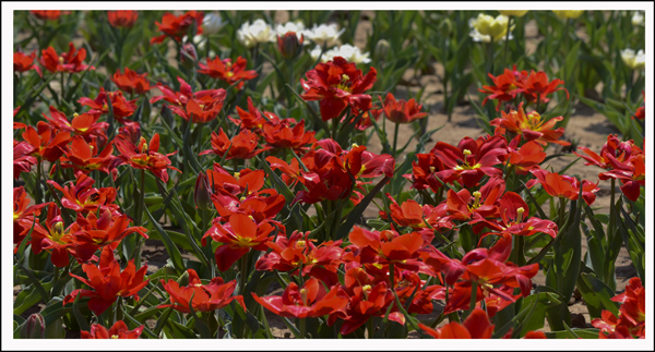 2014��4��3����Ƭ ����00212.jpg