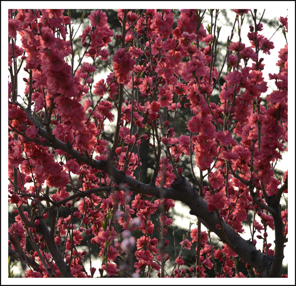 2014��4��7���һ���Ƭ���� 00312.jpg