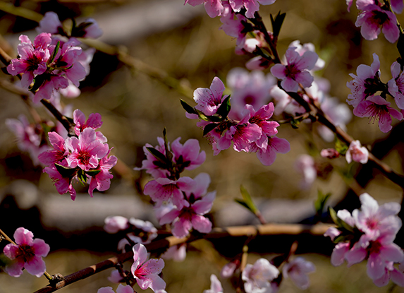 ����һ���֦ͷ