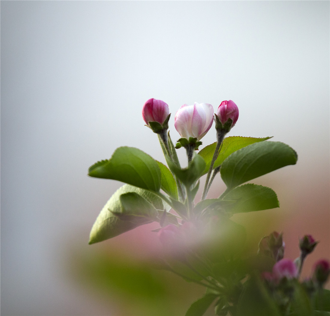 ƻ���� (2).jpg