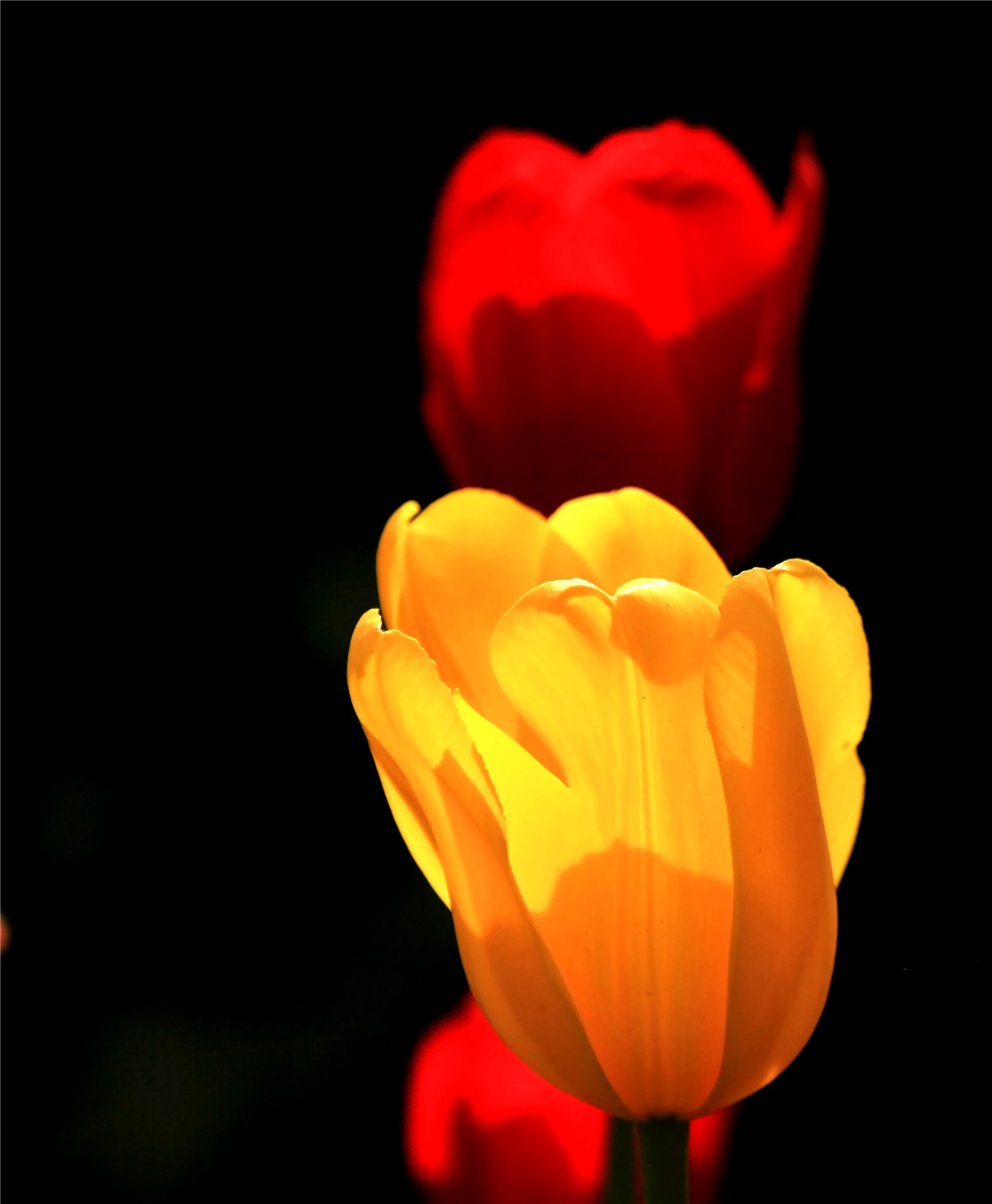 ������ (2).jpg