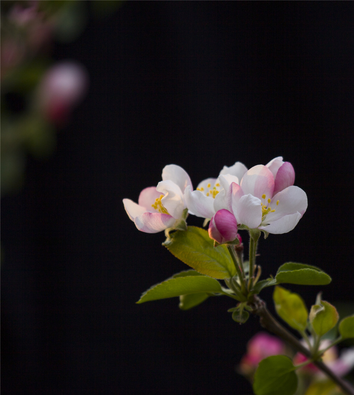 ƻ���� (1).jpg