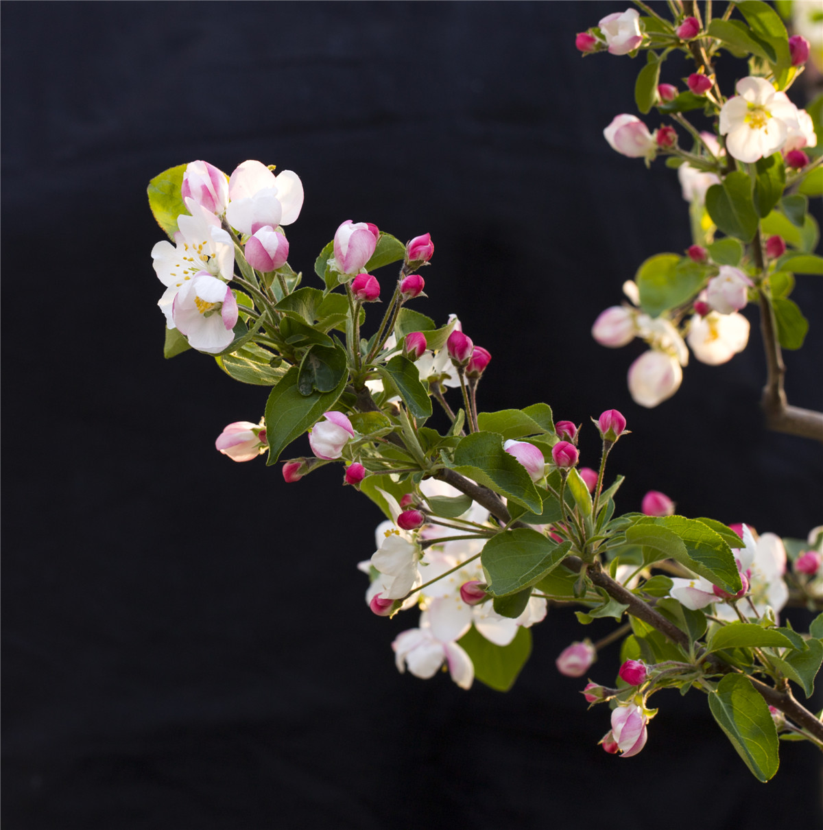 ƻ���� (5).jpg