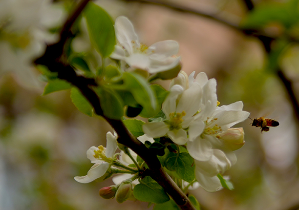 �Һ�����һ�괺