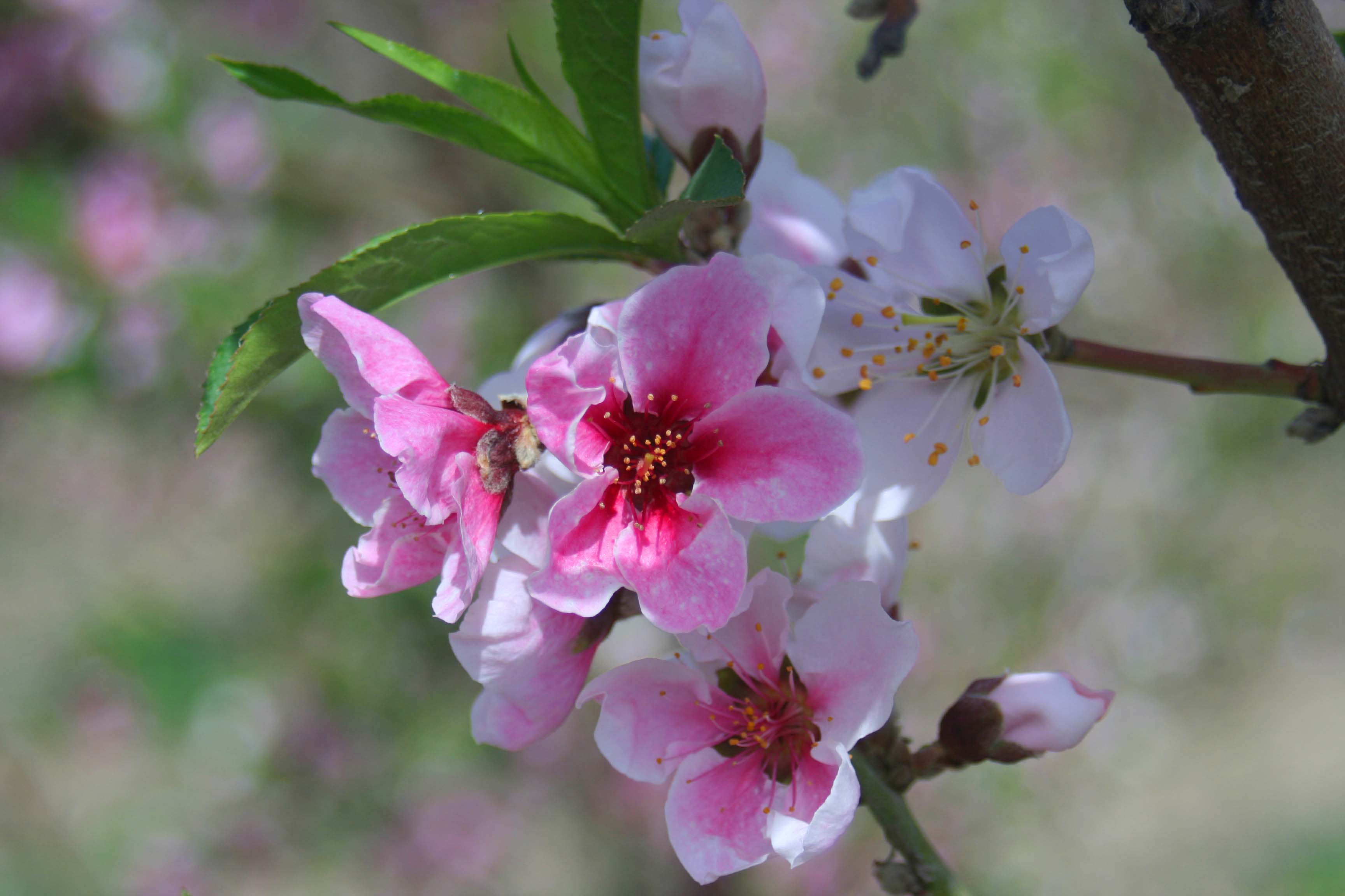 IMG_9061 ����.jpg