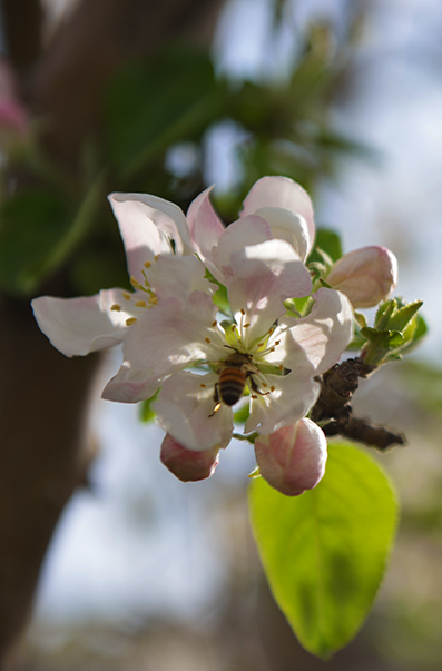 ������ƻ����