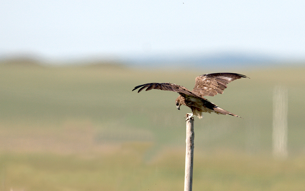 6DSC6201    10.jpg