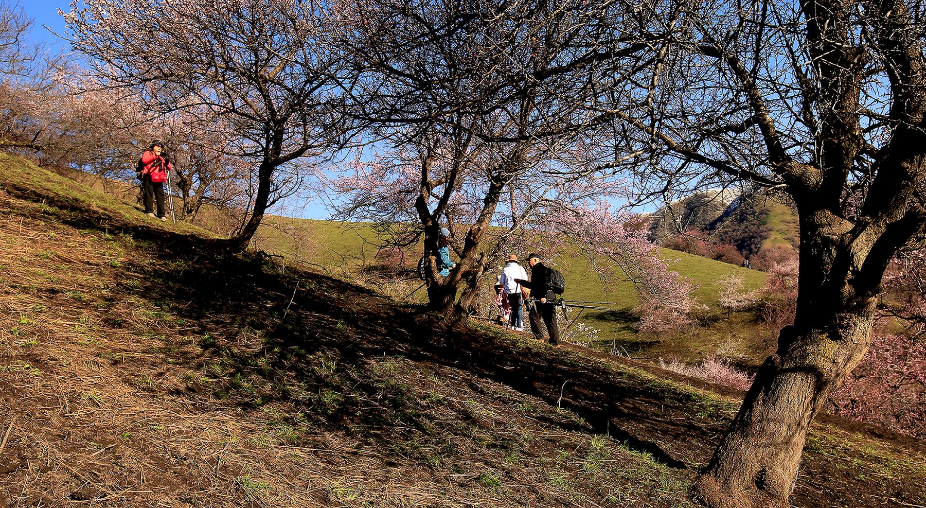 �����Ƕ�