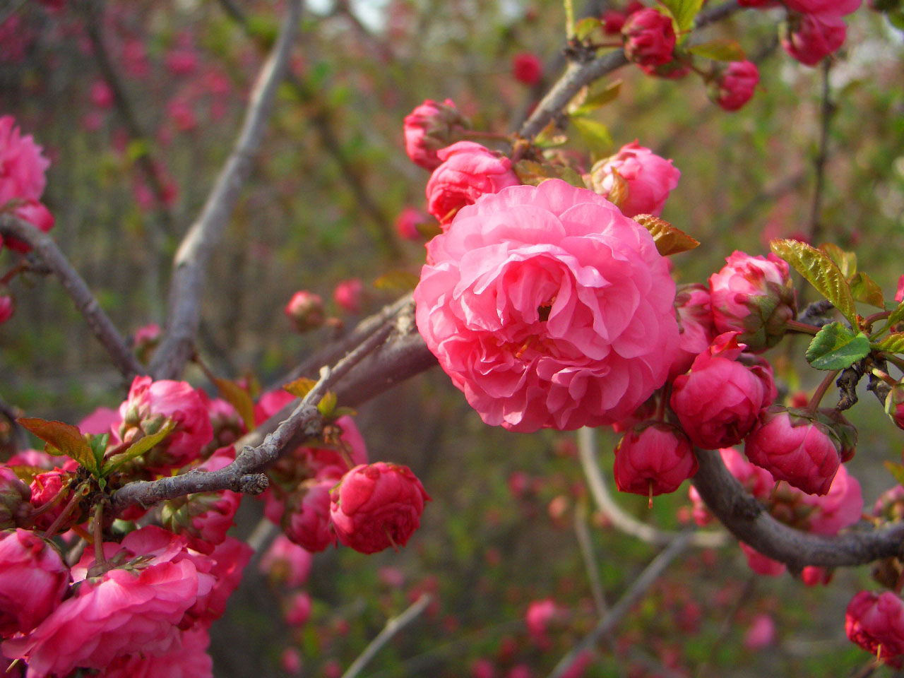 CIMG4304 ����.jpg