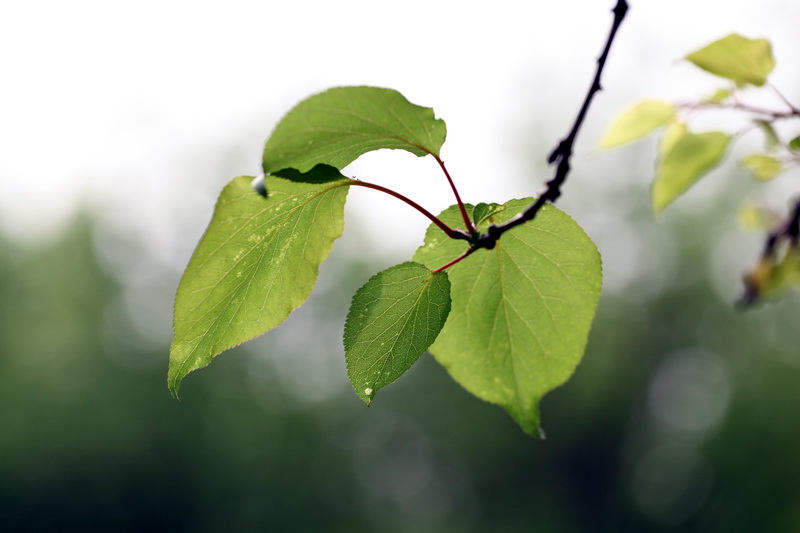 ������Ҷ02