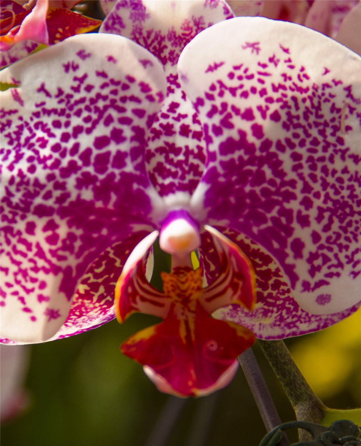 ������ (4).jpg