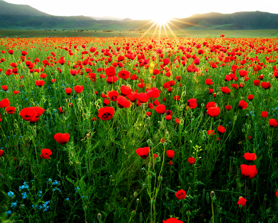 �� ɽ�컨������.jpg