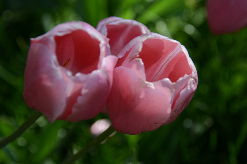 ���� 622b.jpg